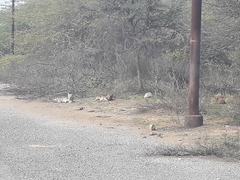 Canis aureus indicus