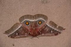 Bunaea alcinoe