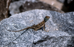 Agama mossambica