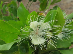 Capparis lucida