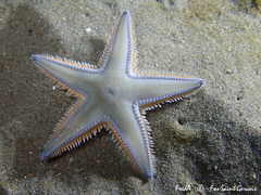Astropecten jonstoni