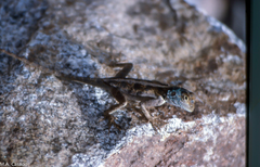 Agama mossambica
