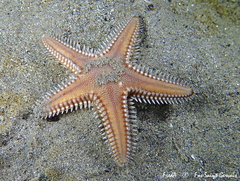 Astropecten platyacanthus