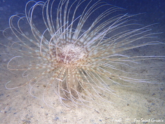 Pachycerianthus solitarius
