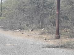 Canis aureus indicus