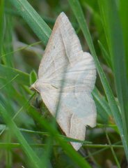 Petrophora chlorosata