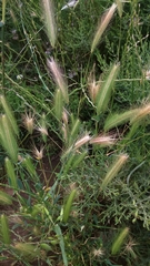 Hordeum murinum glaucum