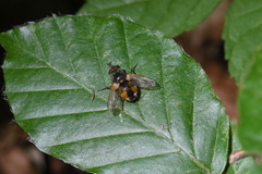 Diptera