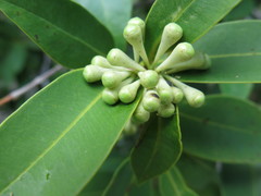 Syzygium pringlei