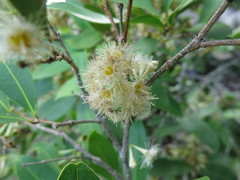 Syzygium pringlei