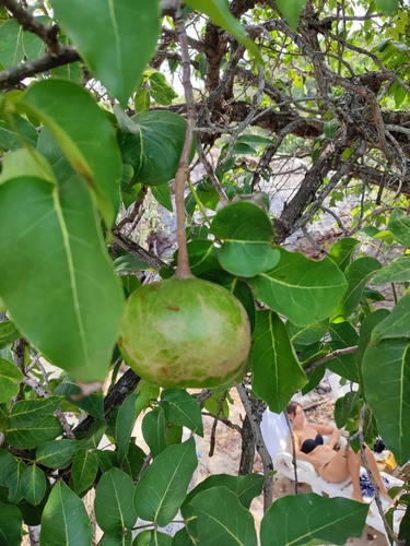 Cedar mangrove (Xylocarpus rumphii)