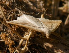 Petrophora chlorosata