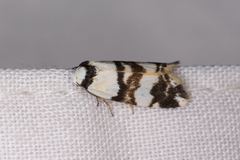 Thallarcha albicollis