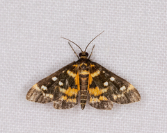 Diathrausta ochreipennis