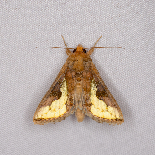 Slender Burnished Brass