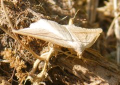 Petrophora chlorosata