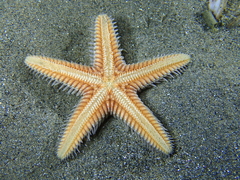 Astropecten platyacanthus