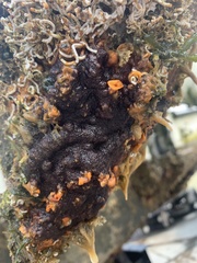 Schizoporella errata