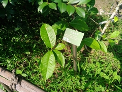 Camellia sinensis assamica