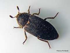 Dermestes maculatus