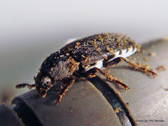 Dermestes maculatus