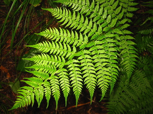 Athyrium yokoscense iNat (1)