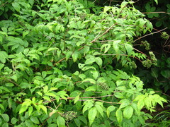 Sambucus williamsii
