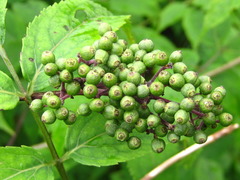 Sambucus williamsii