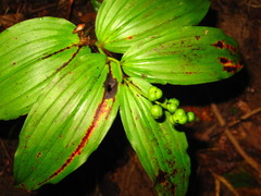 Maianthemum bicolor