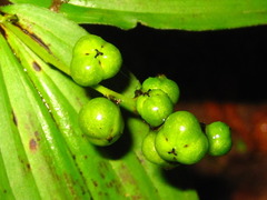 Maianthemum bicolor