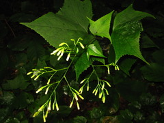 Parasenecio