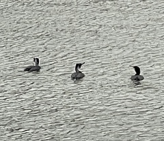 Phalacrocorax carbo