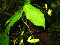 Euonymus macropterus