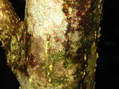 Euonymus macropterus