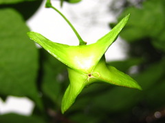 Euonymus macropterus