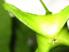 Euonymus macropterus