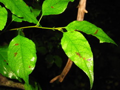 Euonymus macropterus