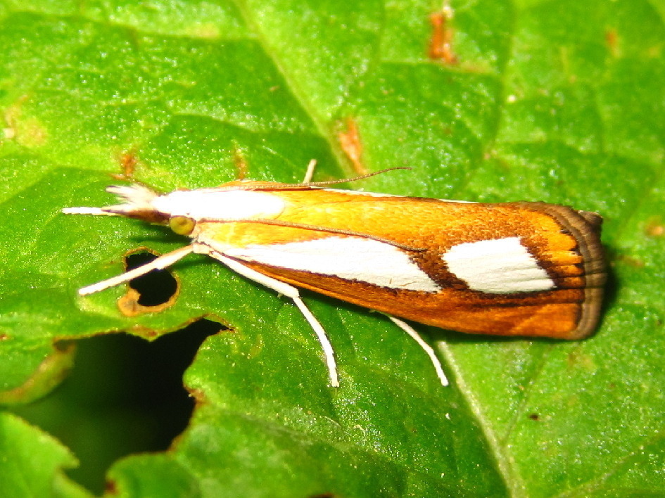 Catoptria permiacus