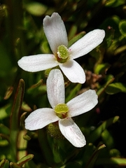 Stylidium subulatum
