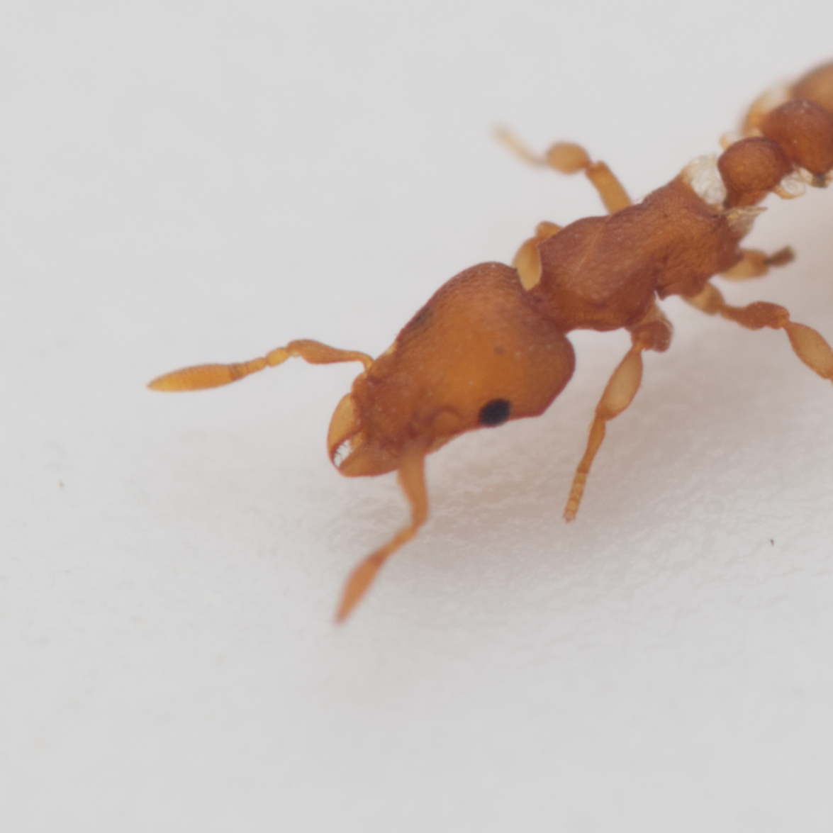 Colobostruma sisypha