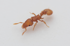 Colobostruma sisypha