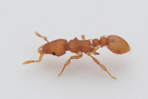 Colobostruma sisyphaColobostruma sisypha