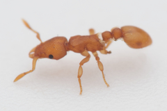 Colobostruma sisypha