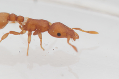 Colobostruma sisypha