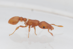 Colobostruma sisypha