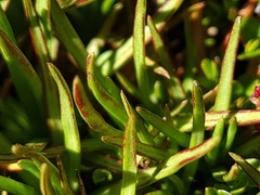Stylidium subulatum