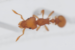 Colobostruma sisypha