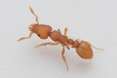 Colobostruma sisypha