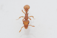 Colobostruma sisypha