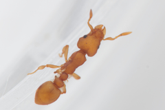 Colobostruma sisypha